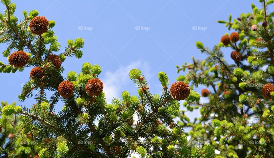 cones spring nature blue sky background view from the ground