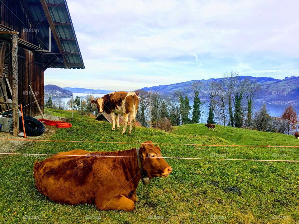 Switzerland. Cows relaxing on beautiful green grass with view of Swiss Alps.