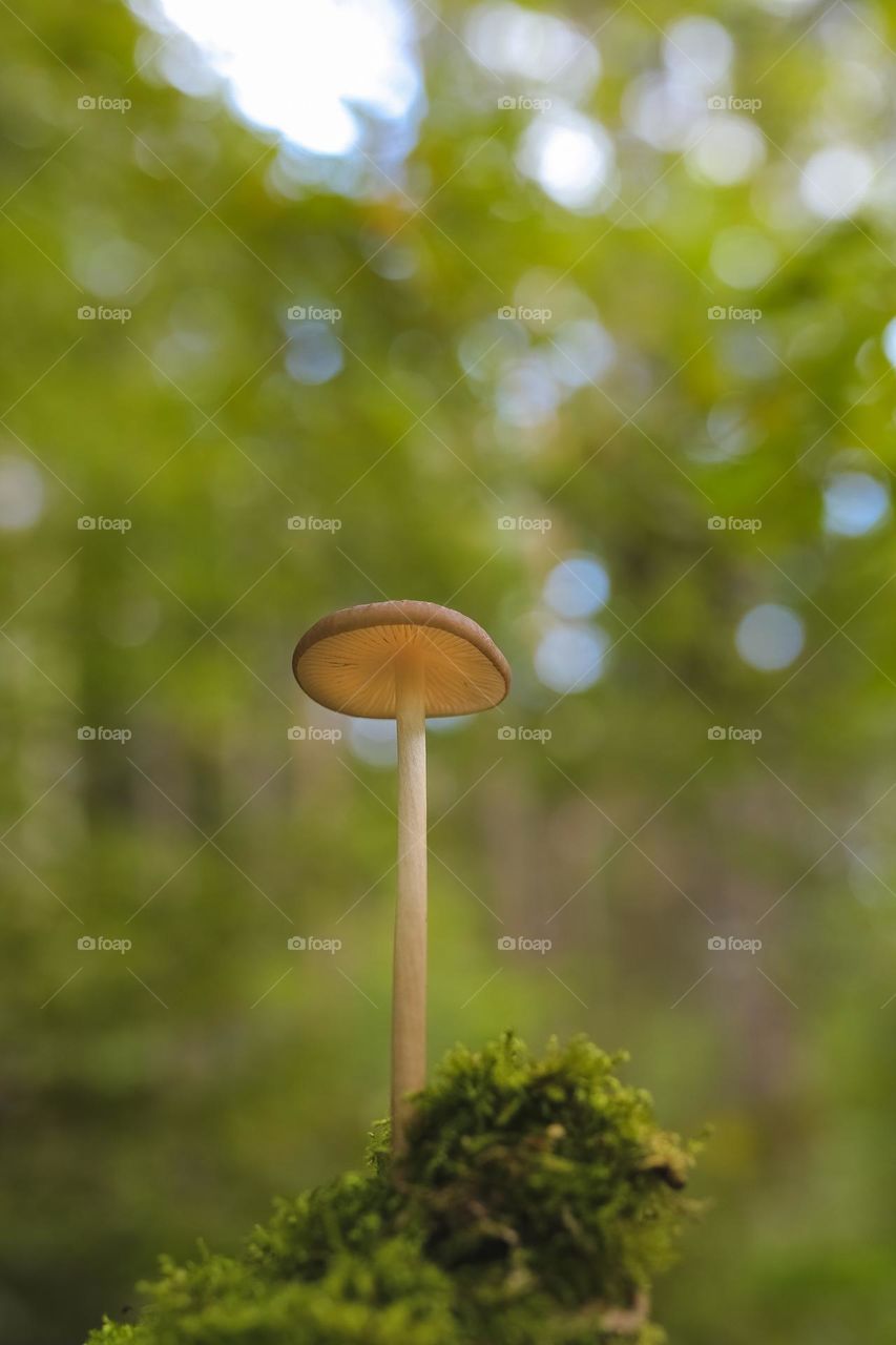 mystical beautiful mushrooms in lechu, mushrooms are listed in various rivers, shapes and forms of mushroom origin.