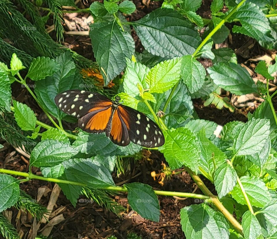 Speed Tiger Glassywing Butterfly