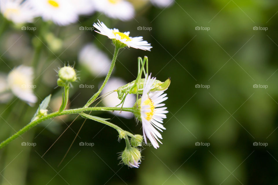 Nature, Flower, Flora, Leaf, Summer