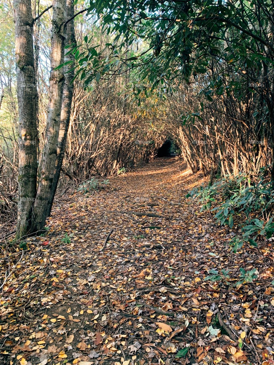 Strolling through a sunlight wood on a delightful autumn’s day 