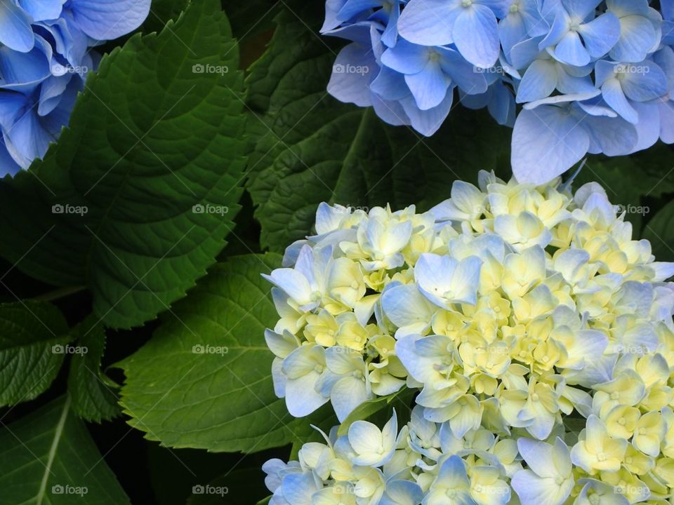 Hydrangea in shade