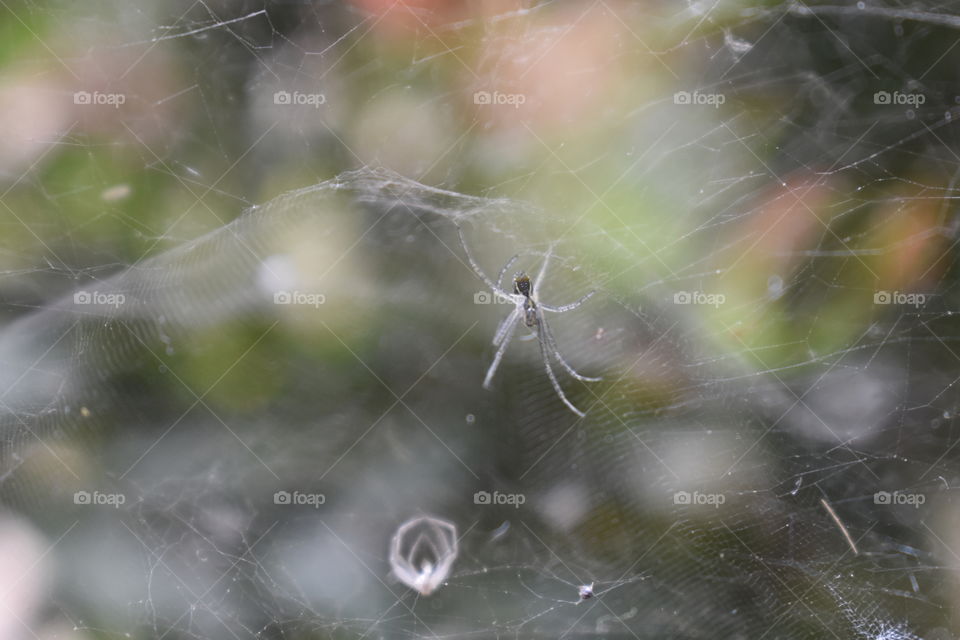 spider is a spider's web.