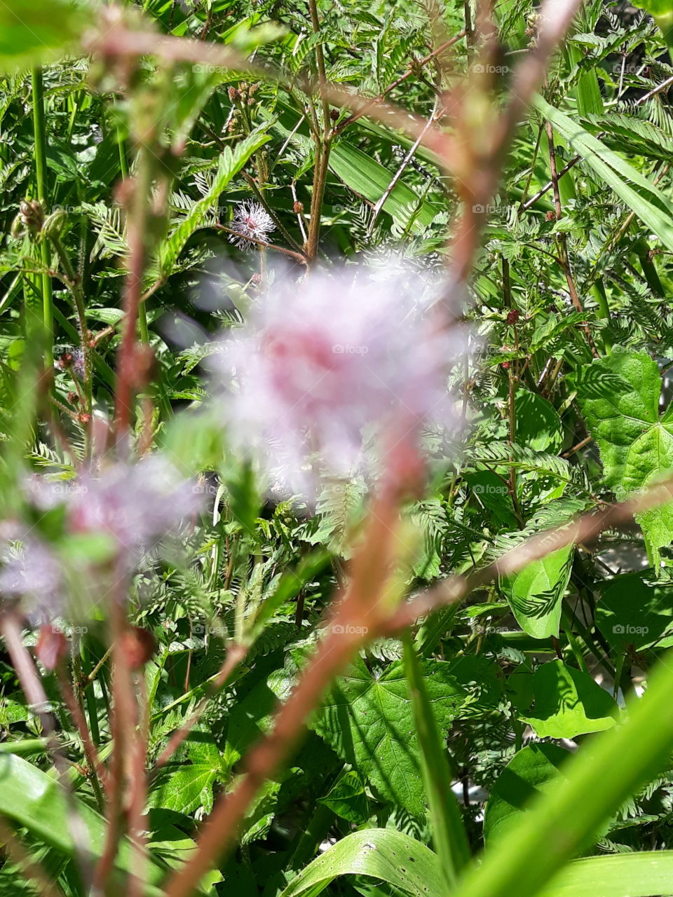 Pink unfocus