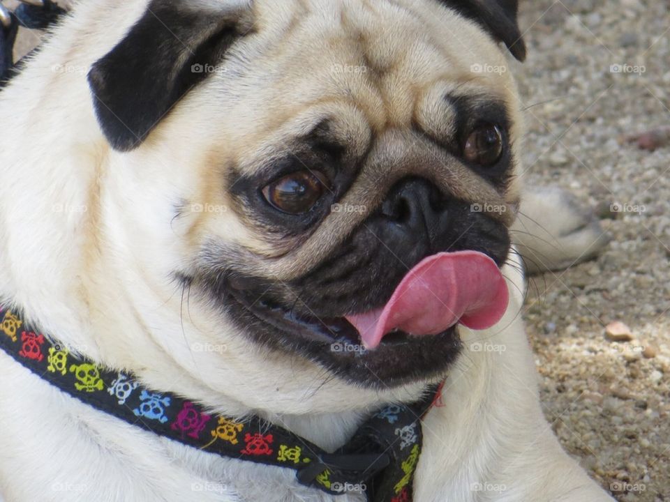 Penny surveys the park.