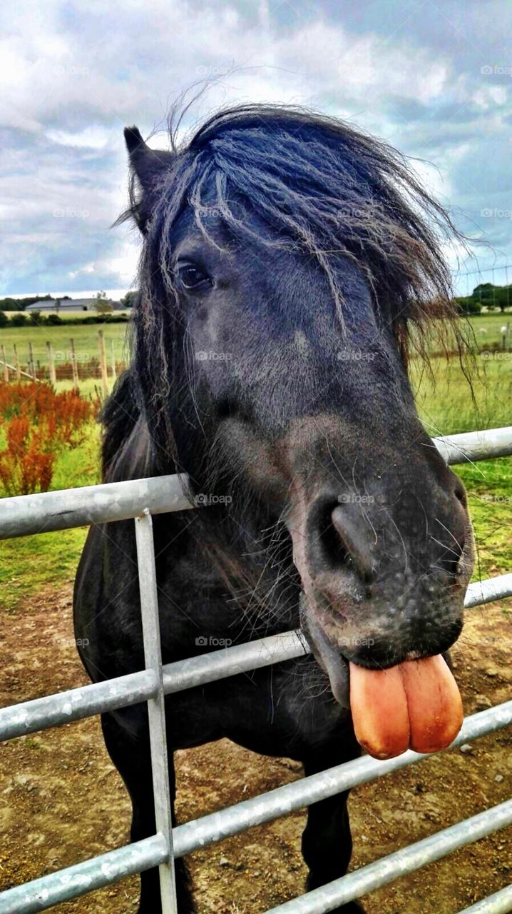 Funny horse with tongue out