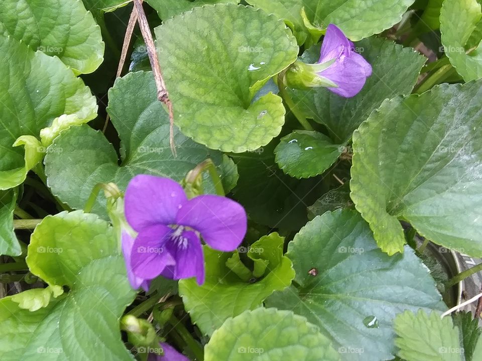 two flowers on a violet plant