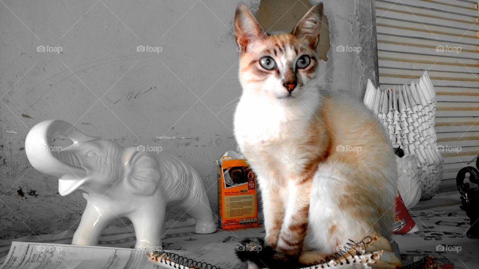 Um gato sobre a mesa.