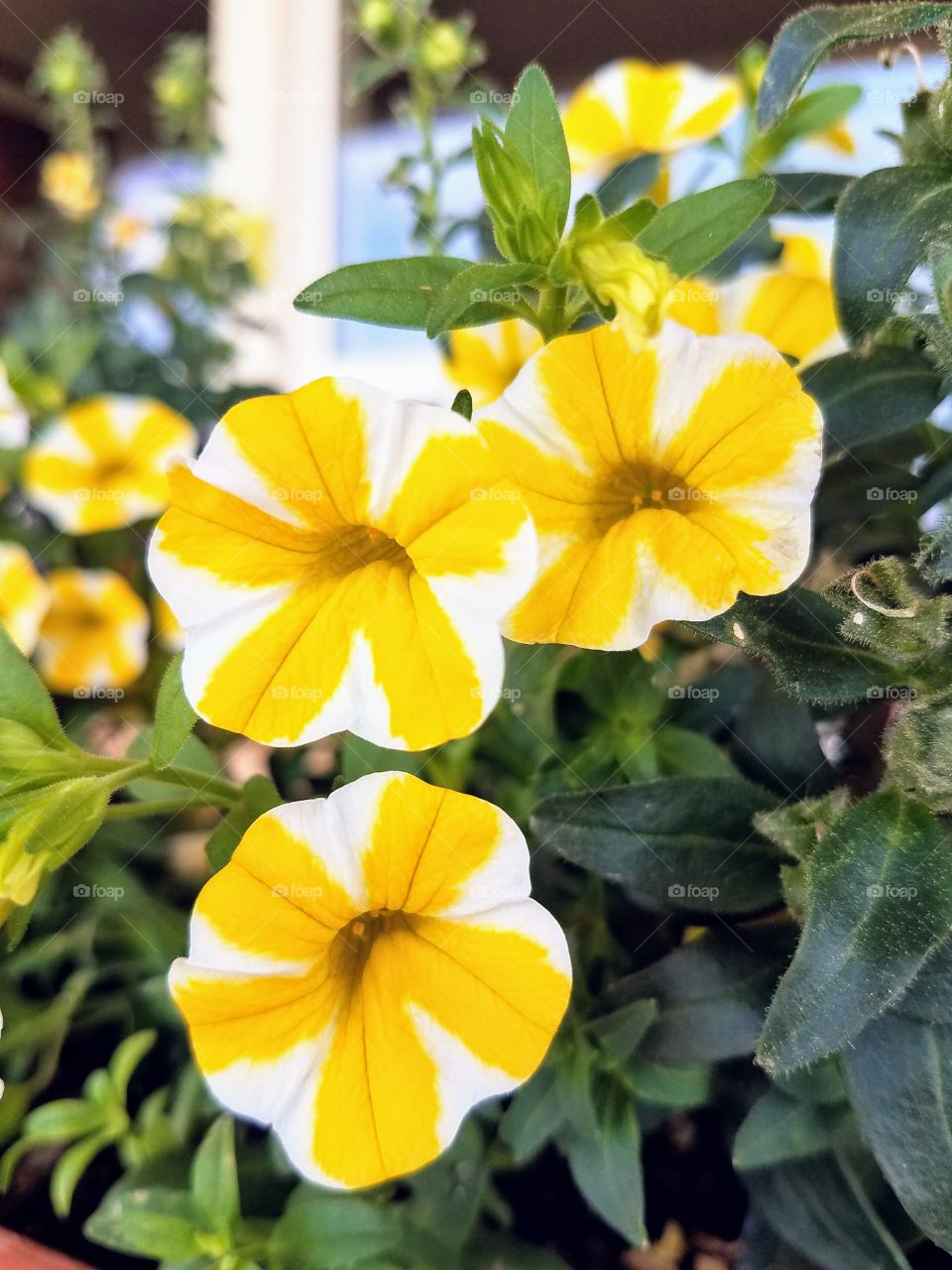 a macro photo of one half inch mini yellow and white striped petunias under a summer sun