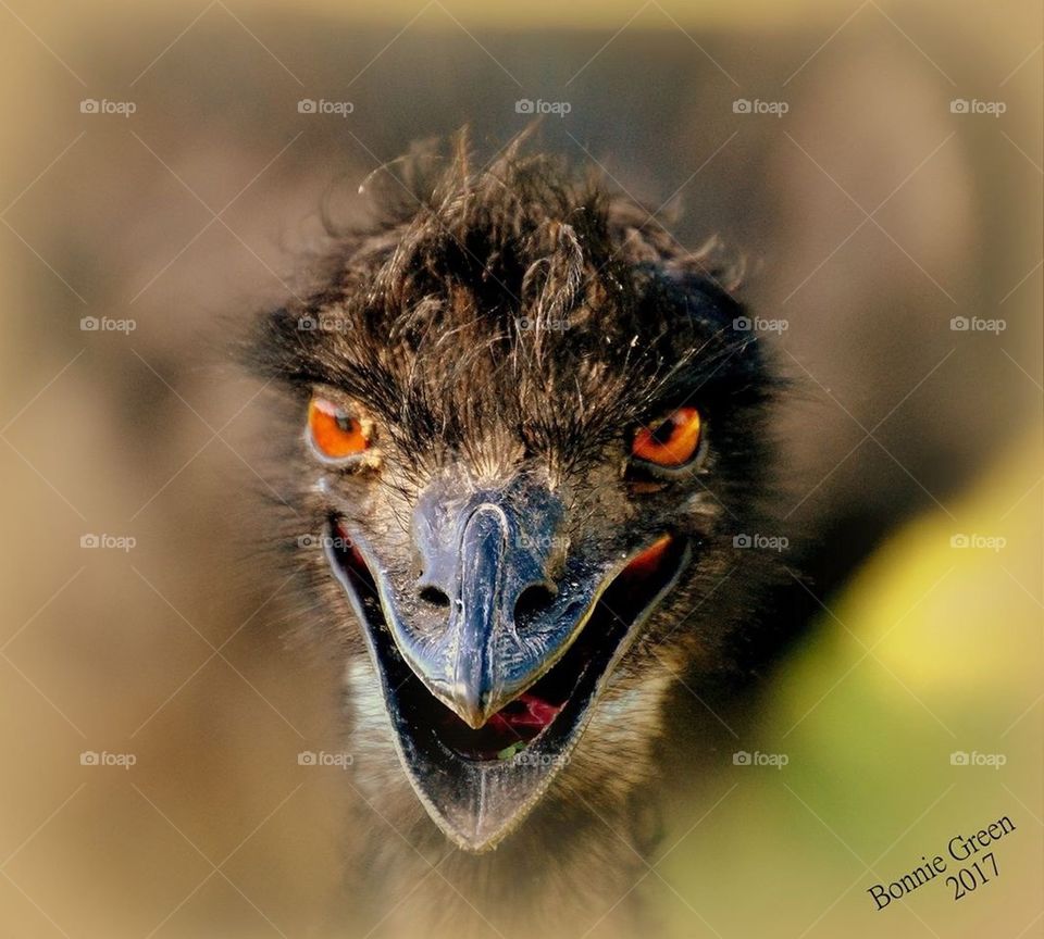Emu 
