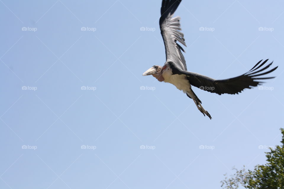 Marabu stork