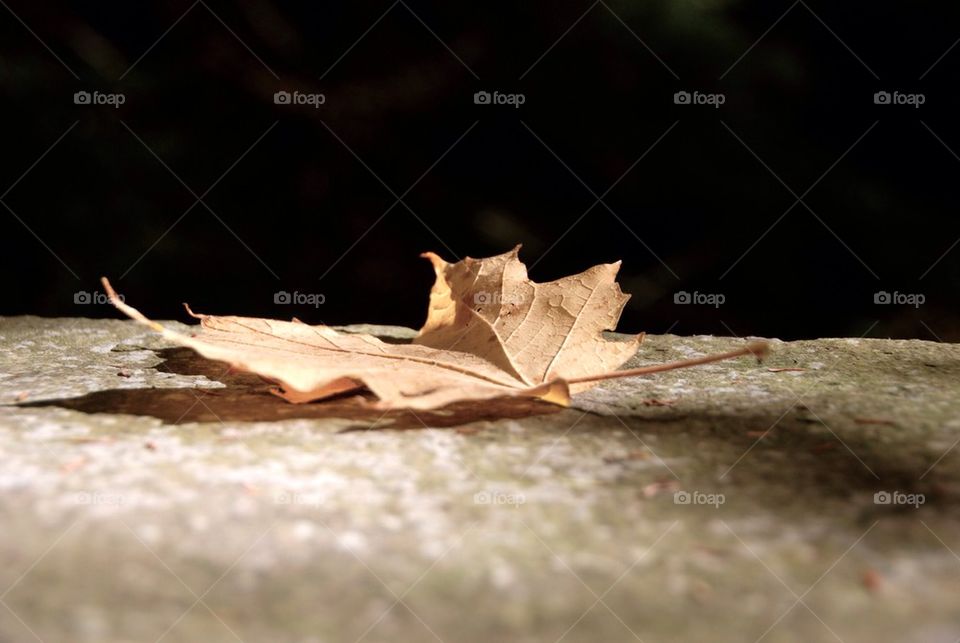 Dried Maple Leaf