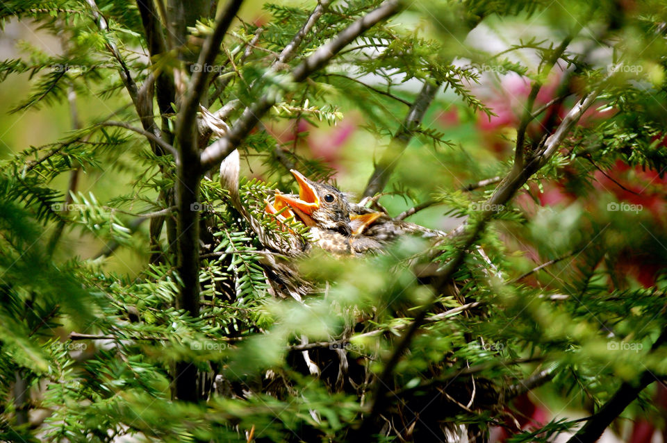 baby animal bird by refocusphoto