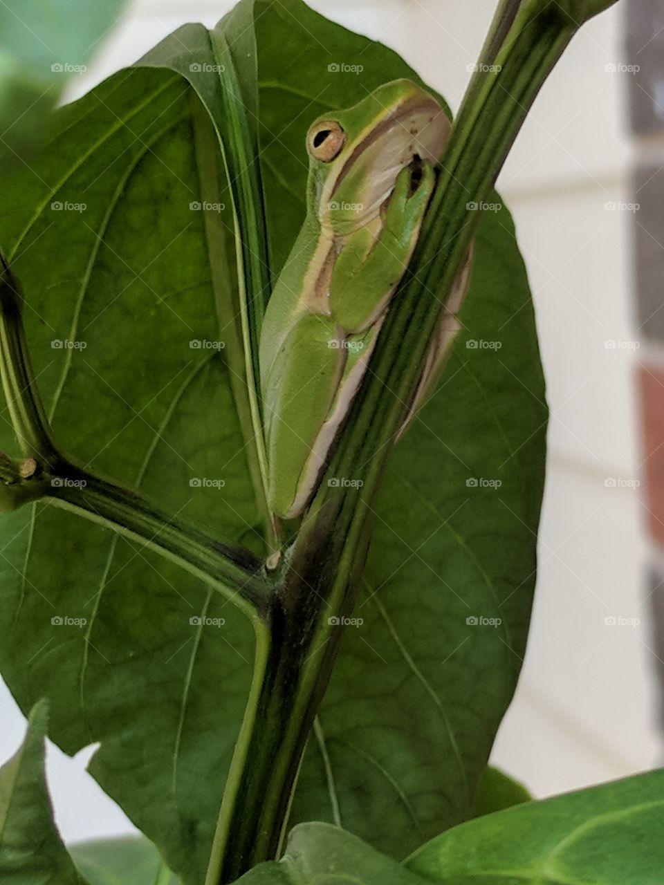 relaxing tree frog