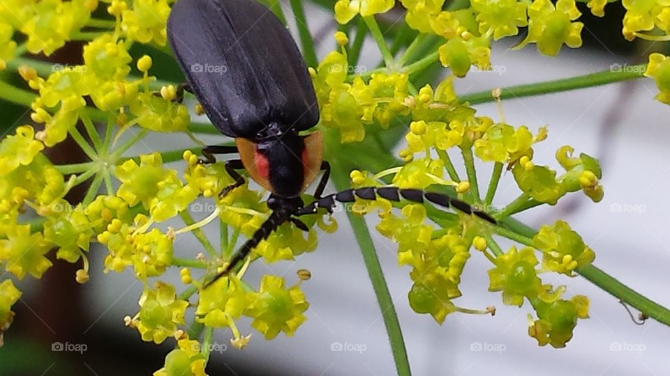 Bloom loving lightning bug