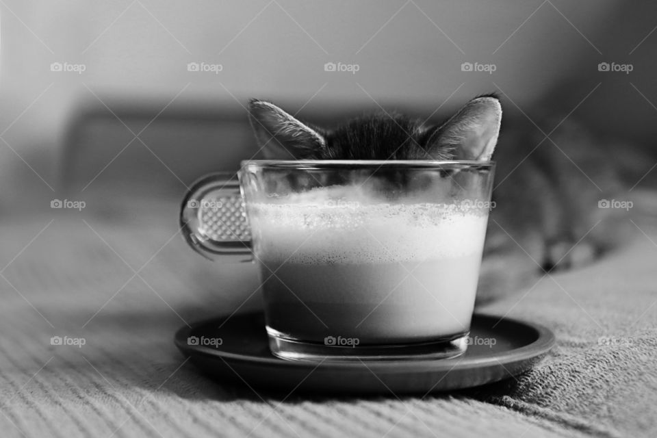 Coffee and cat. Good morning!