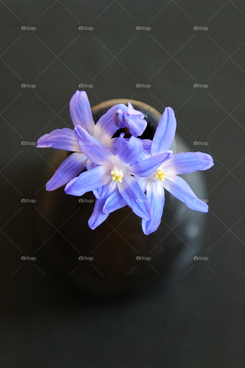Close up of blue small flower in vase on black background 