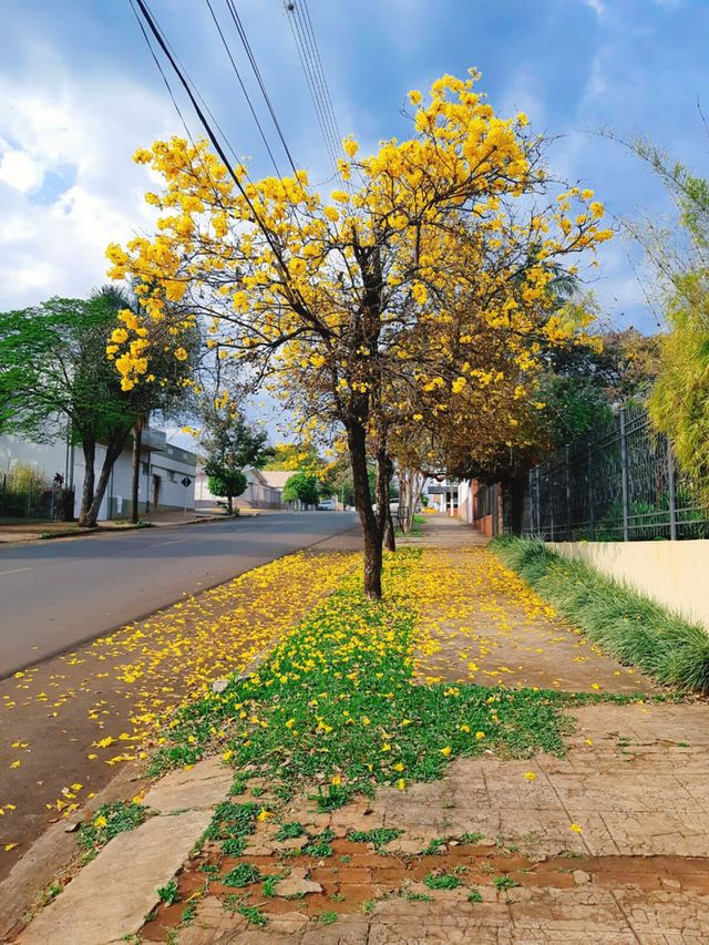 Árvore de ipê amarelo.