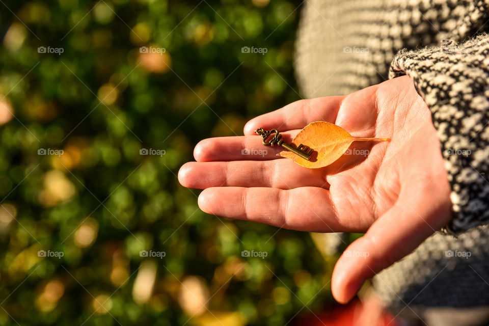 No Person, Leaf, Nature, Outdoors, Blur