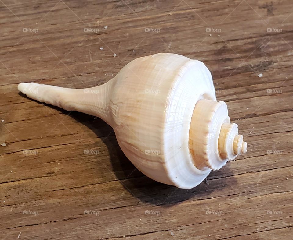 Channel Whelk Shell on Wood