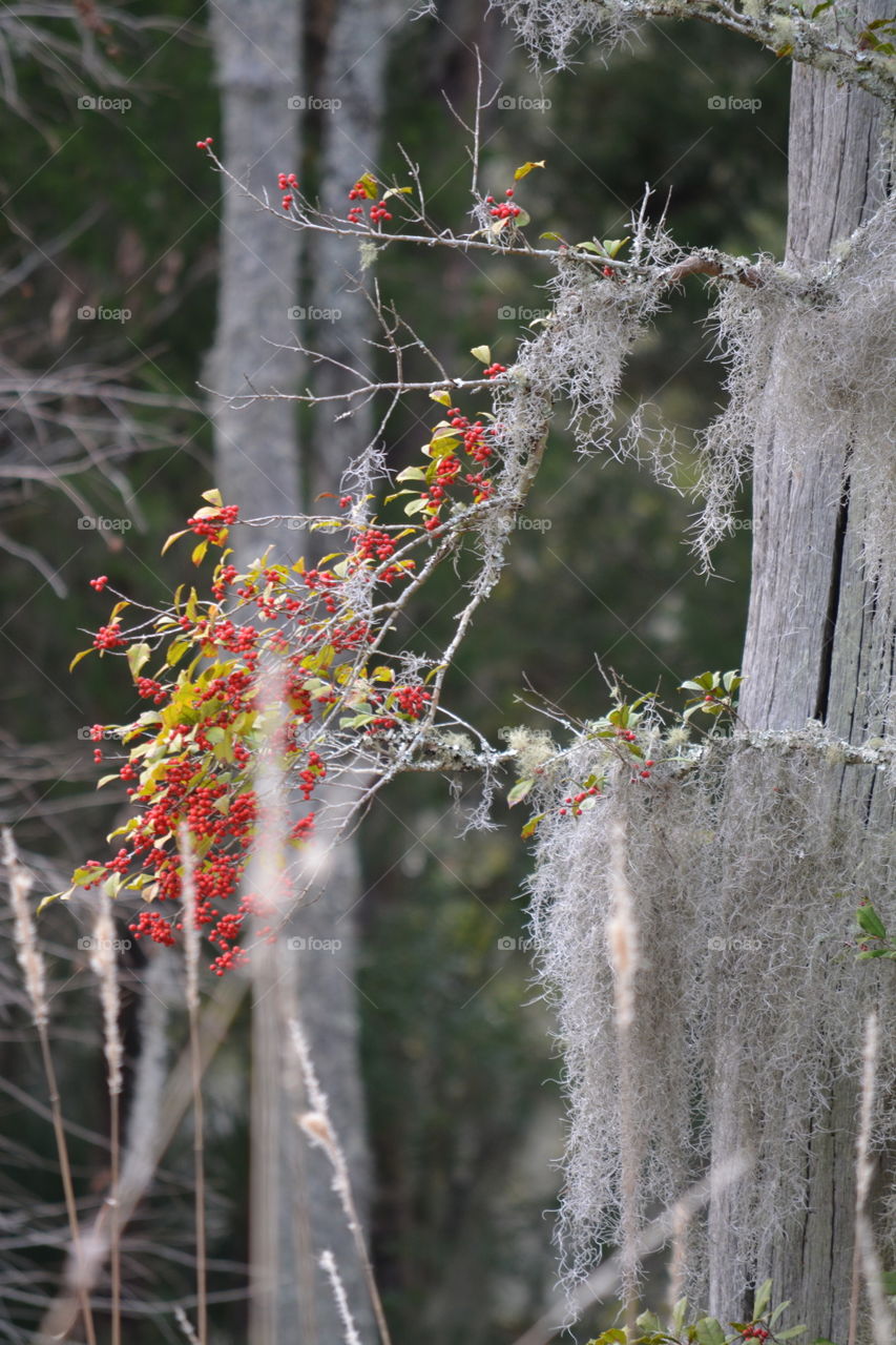 Holly Berries and Spanish Moss in the Marsh of South Carolina