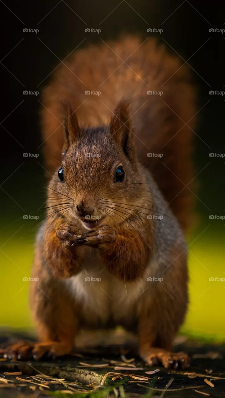 A little squirrel