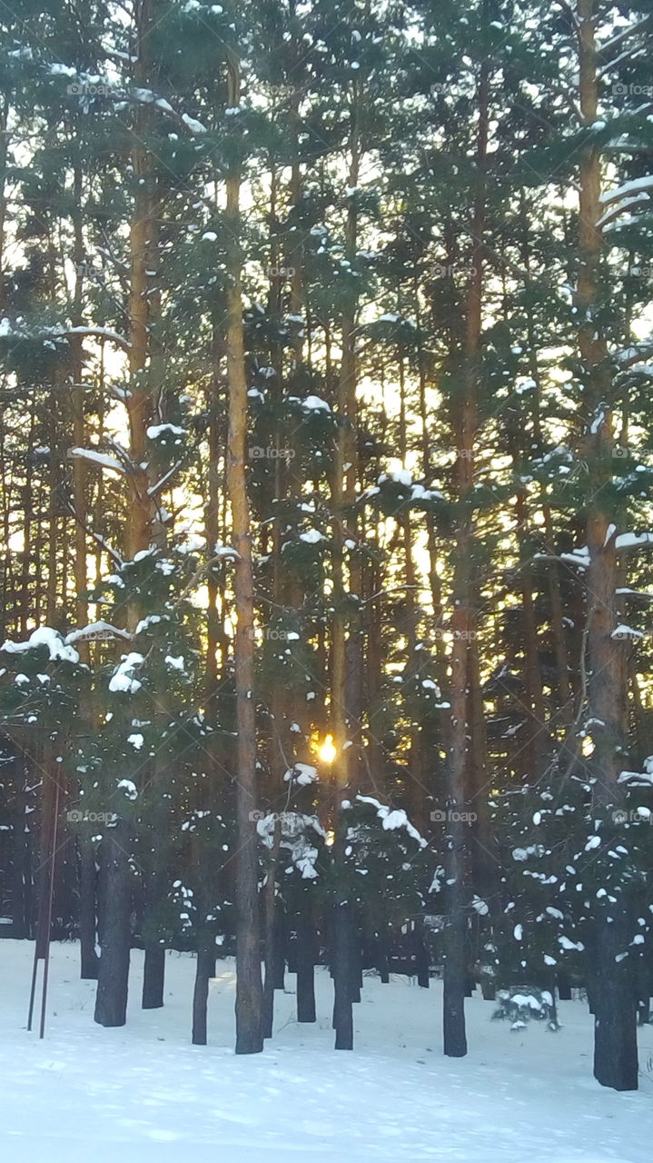 солнышко в лесу