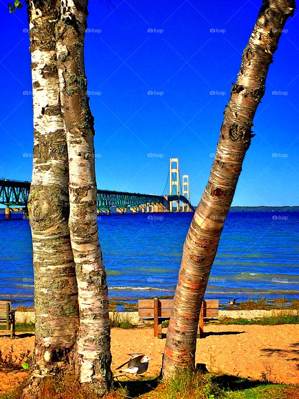 Birch, Bird, Bridge. 