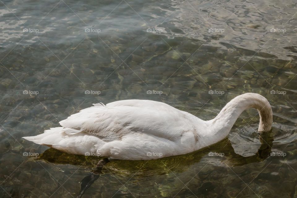 Swan