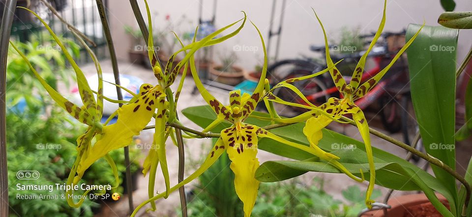 Brassidium Shooting Star Orchid