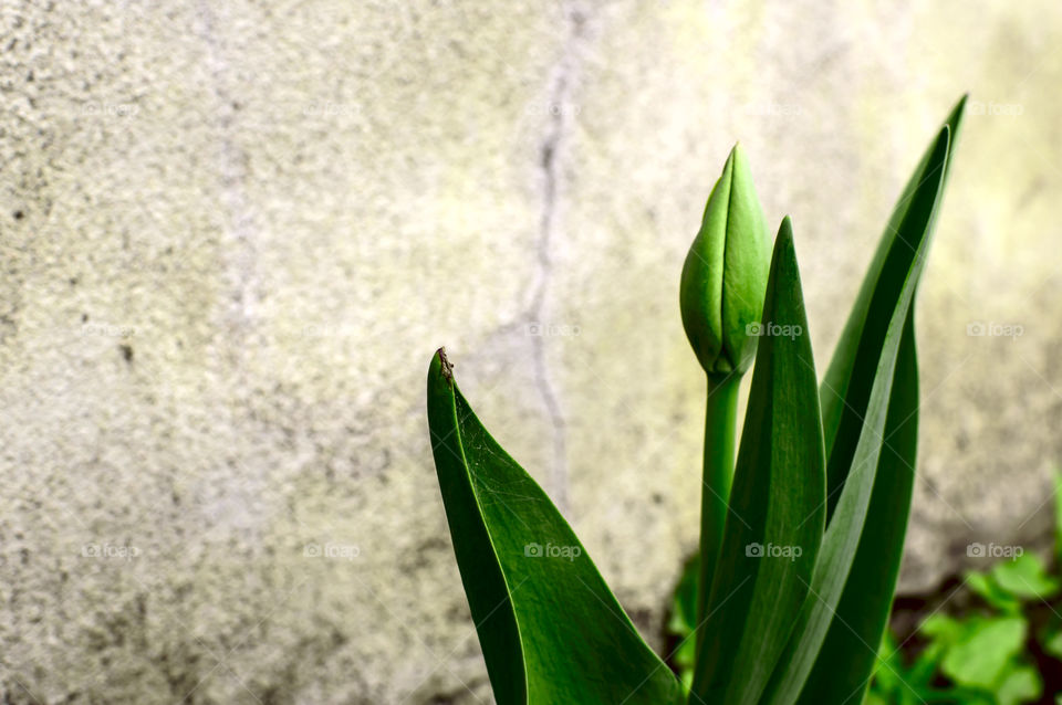Tulip bud and leaves against stucco texture wall 