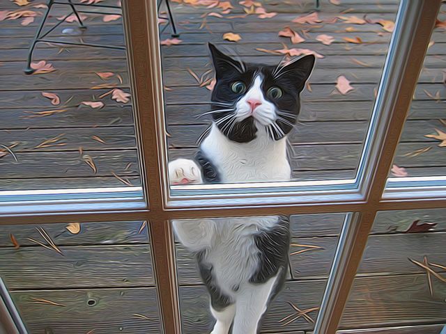 Let me in!. Cat wants in house