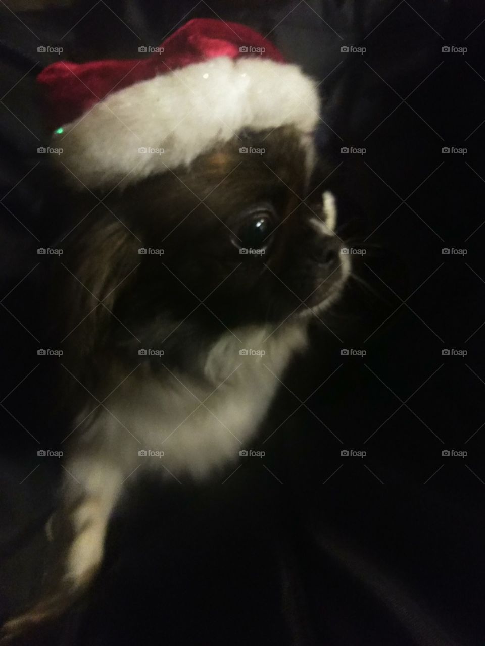Roxy says Merry Christmas