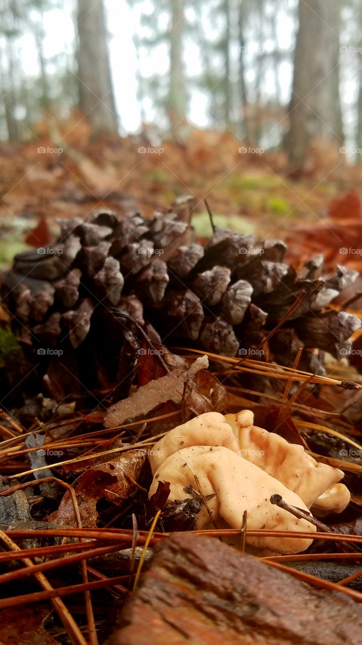 pinecone and mushroom on a rainy day in south .