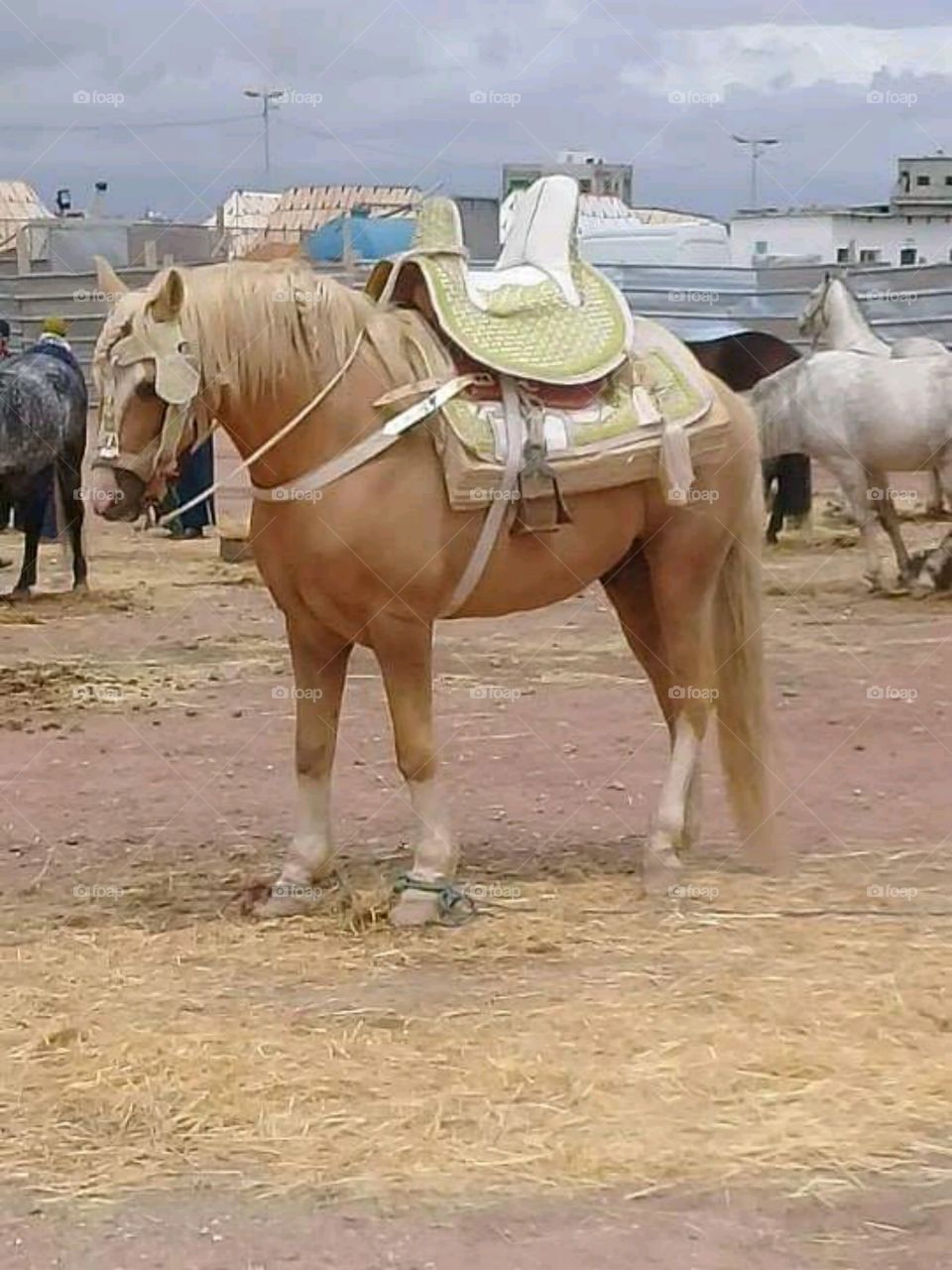 Moroccan horses - Tbourida festival in Morocco