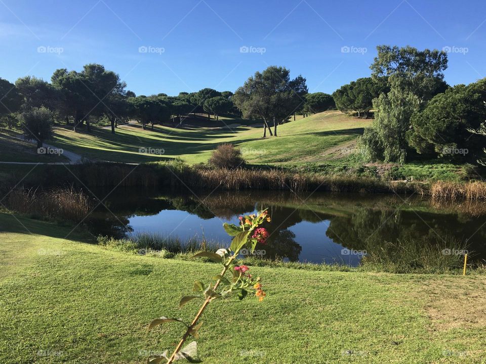 Sunny landscape with pond and pines