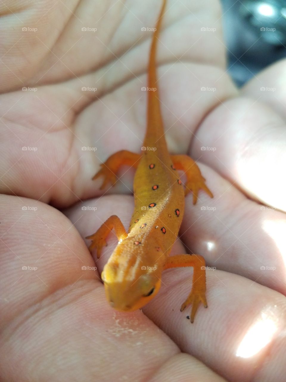 orange  salamander