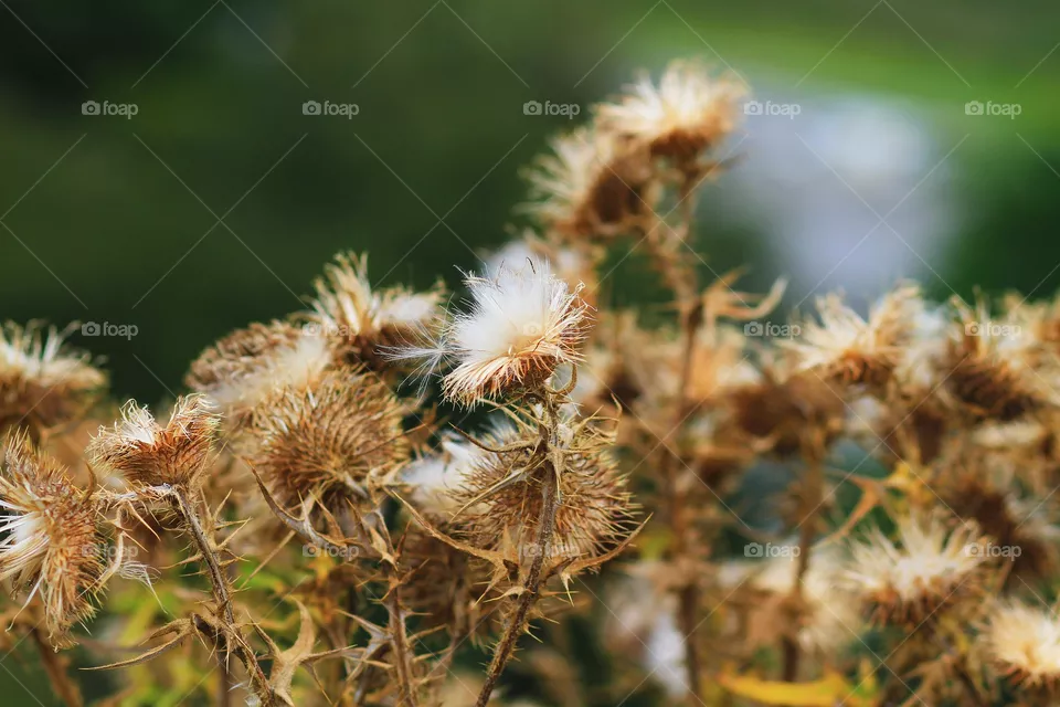 Nature