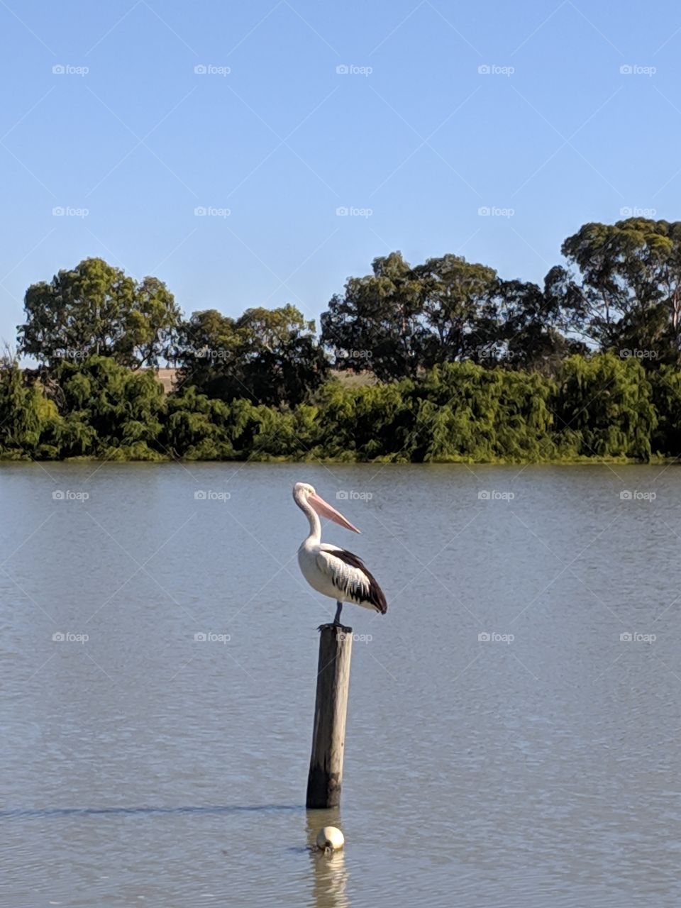 A lone pelican taking a breather on the Murray River.