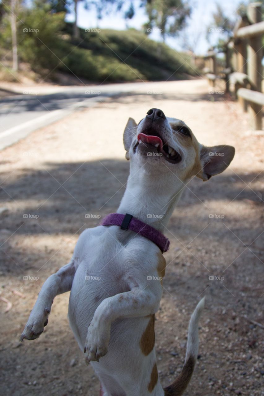 Puppy begging at outdoors