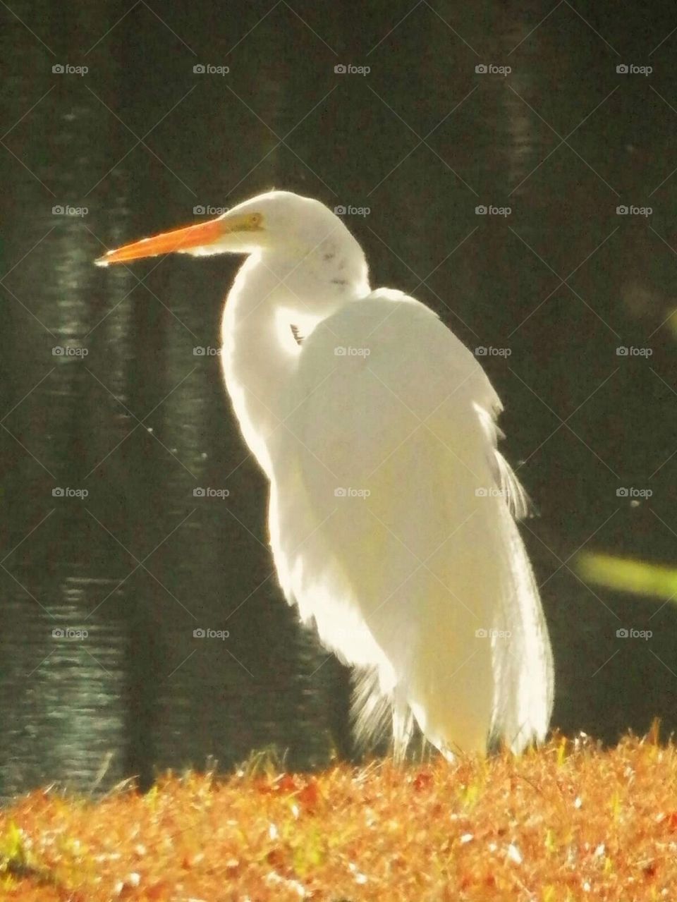 Egret in the Morning