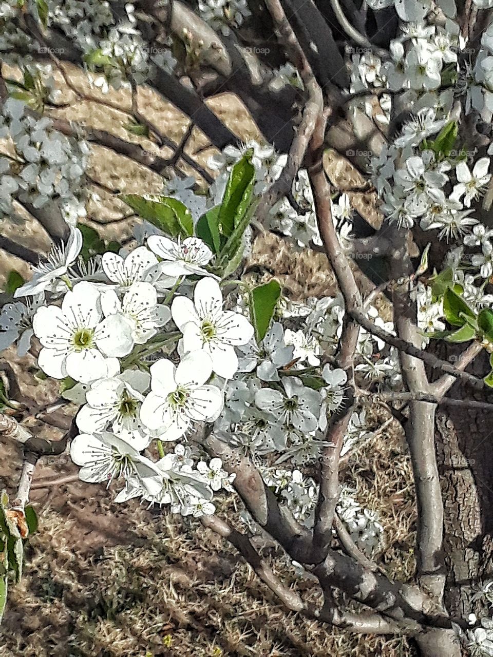 Tree Blossoms