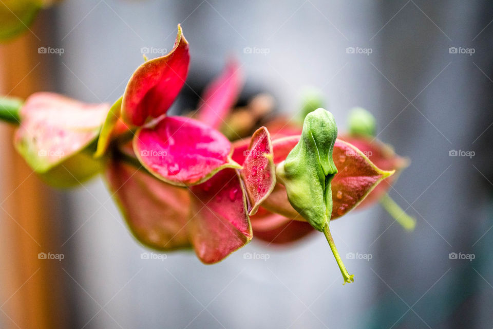 Interesting flower plant