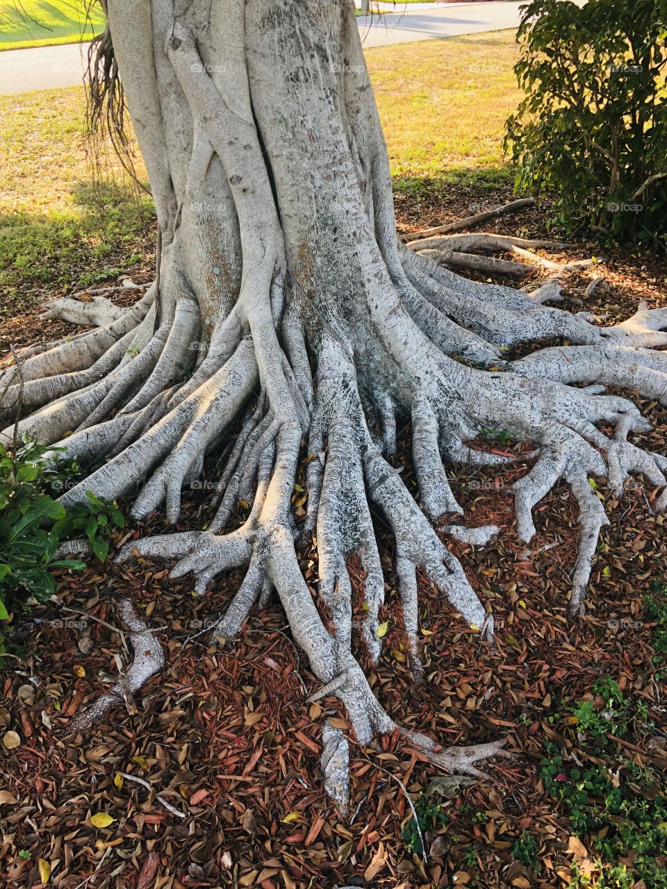 This well-established tree is living its best life in SW Florida.
