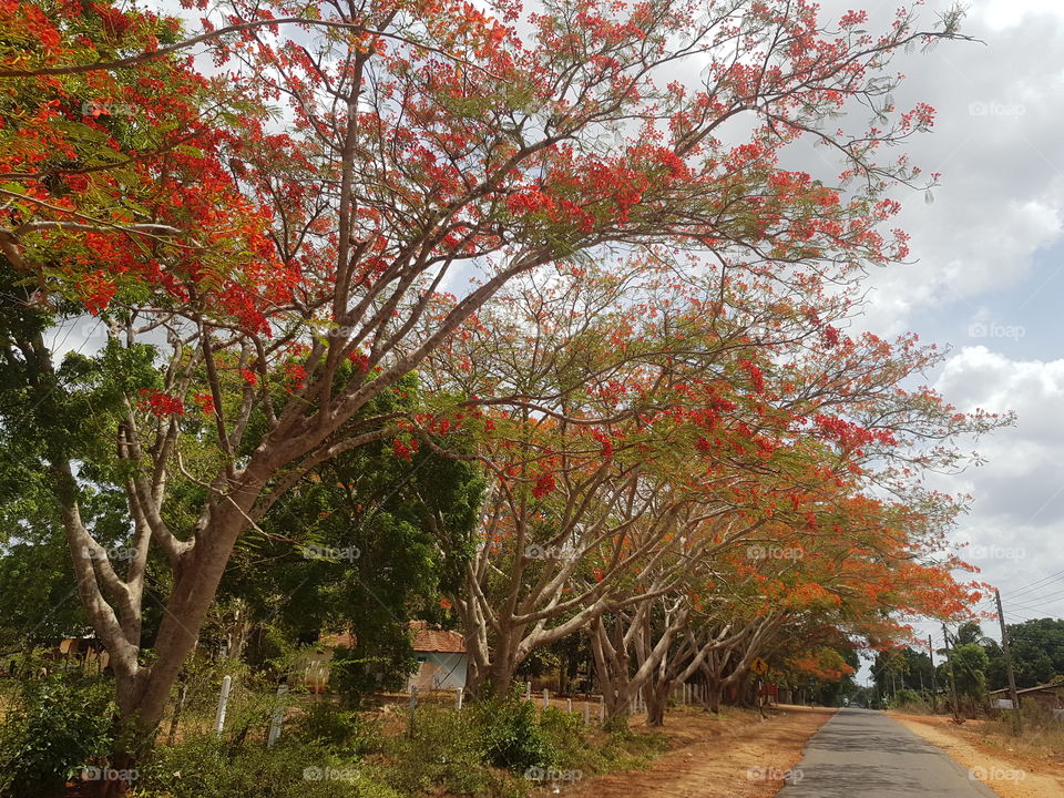 On the way, under the trees, with great nature