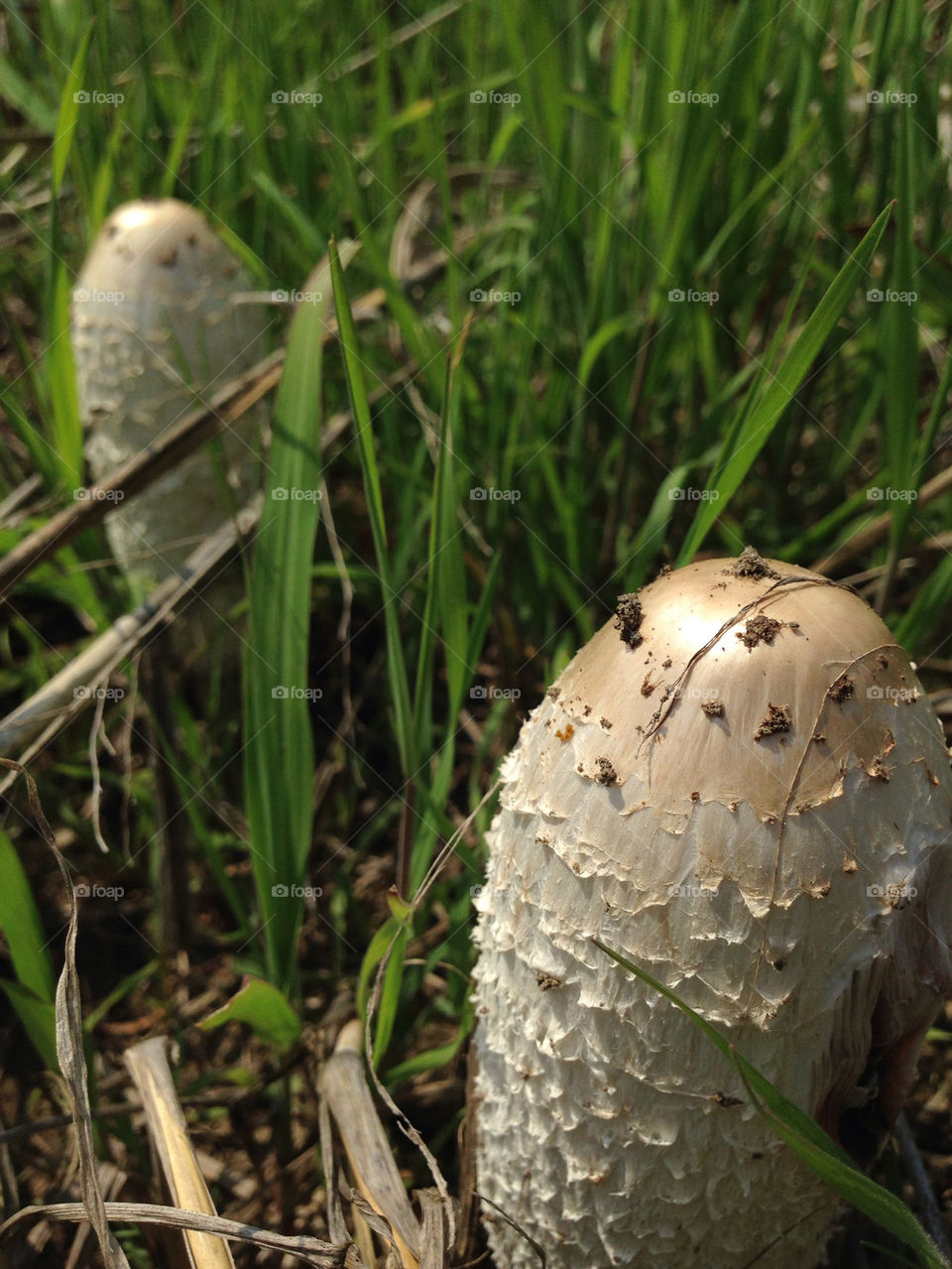 plovdiv by TheShaman