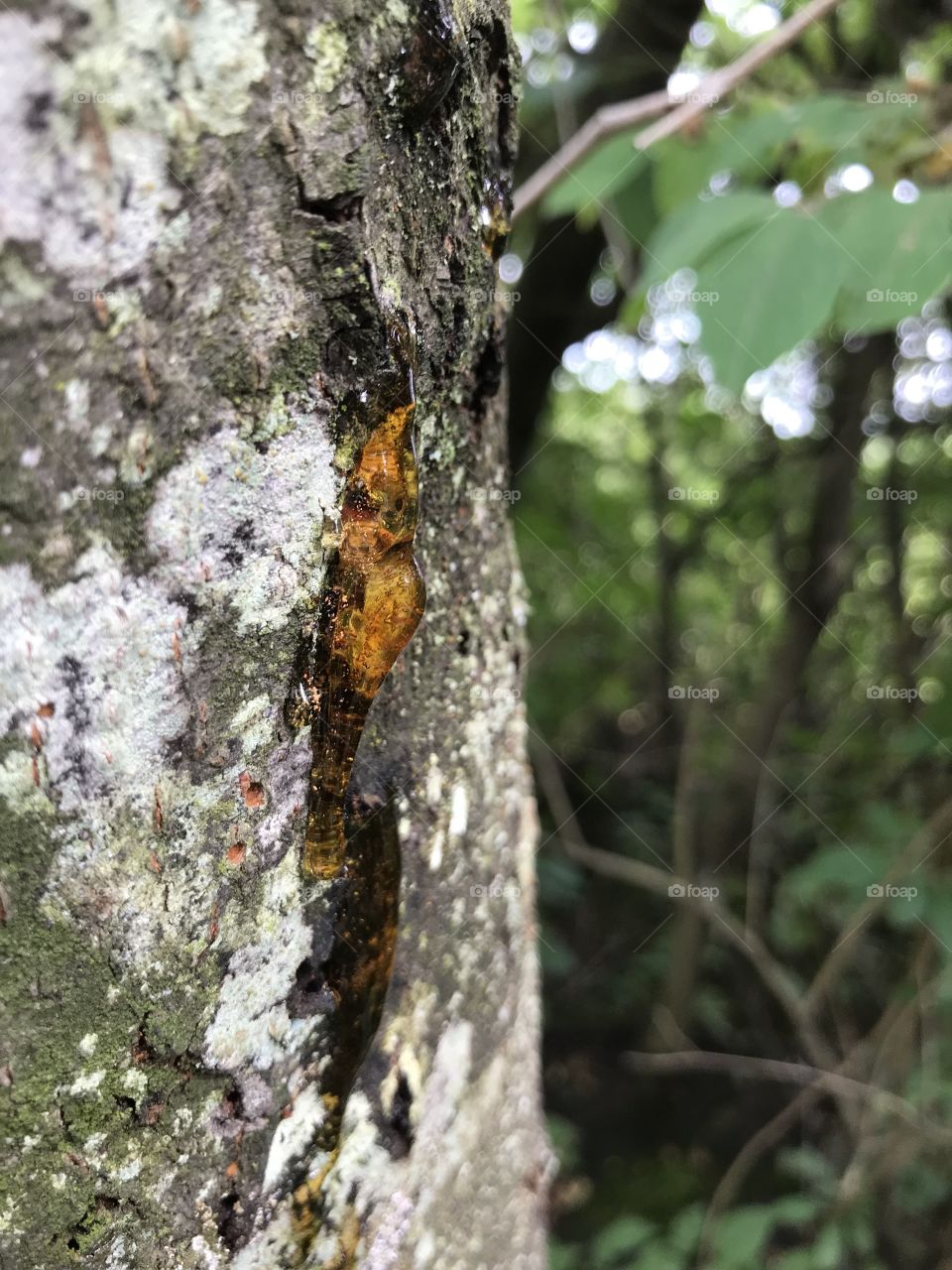 Sap running down a tree