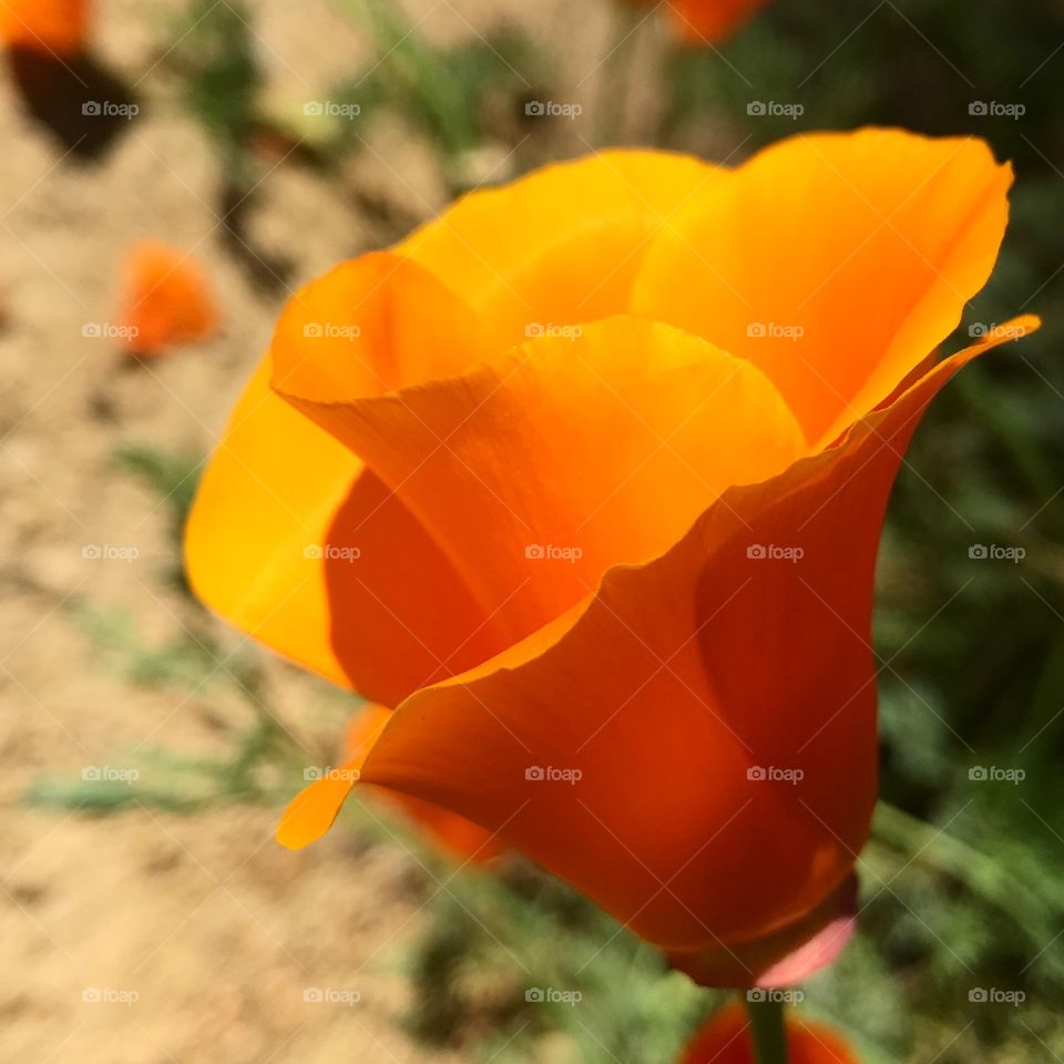 Close-up of single flower