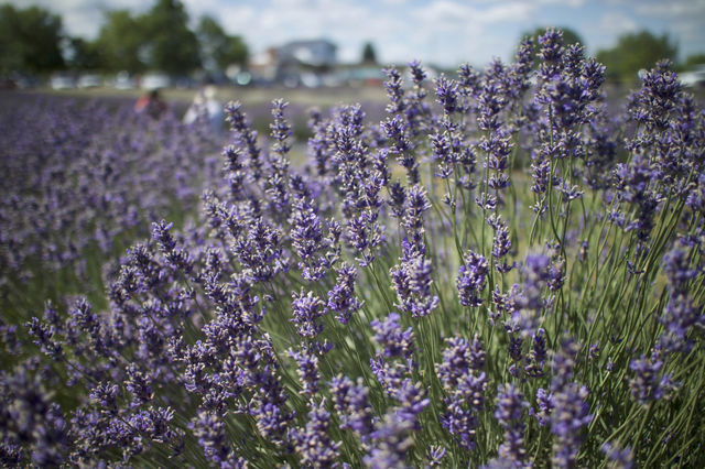 Lavender